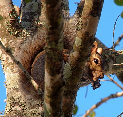 [Side view of a squirrel perched at the vee of a tree. While branches obscure part of its body, The head and front paws are fully lit and visible. The grey and brown tail is curved along its backside and back.]